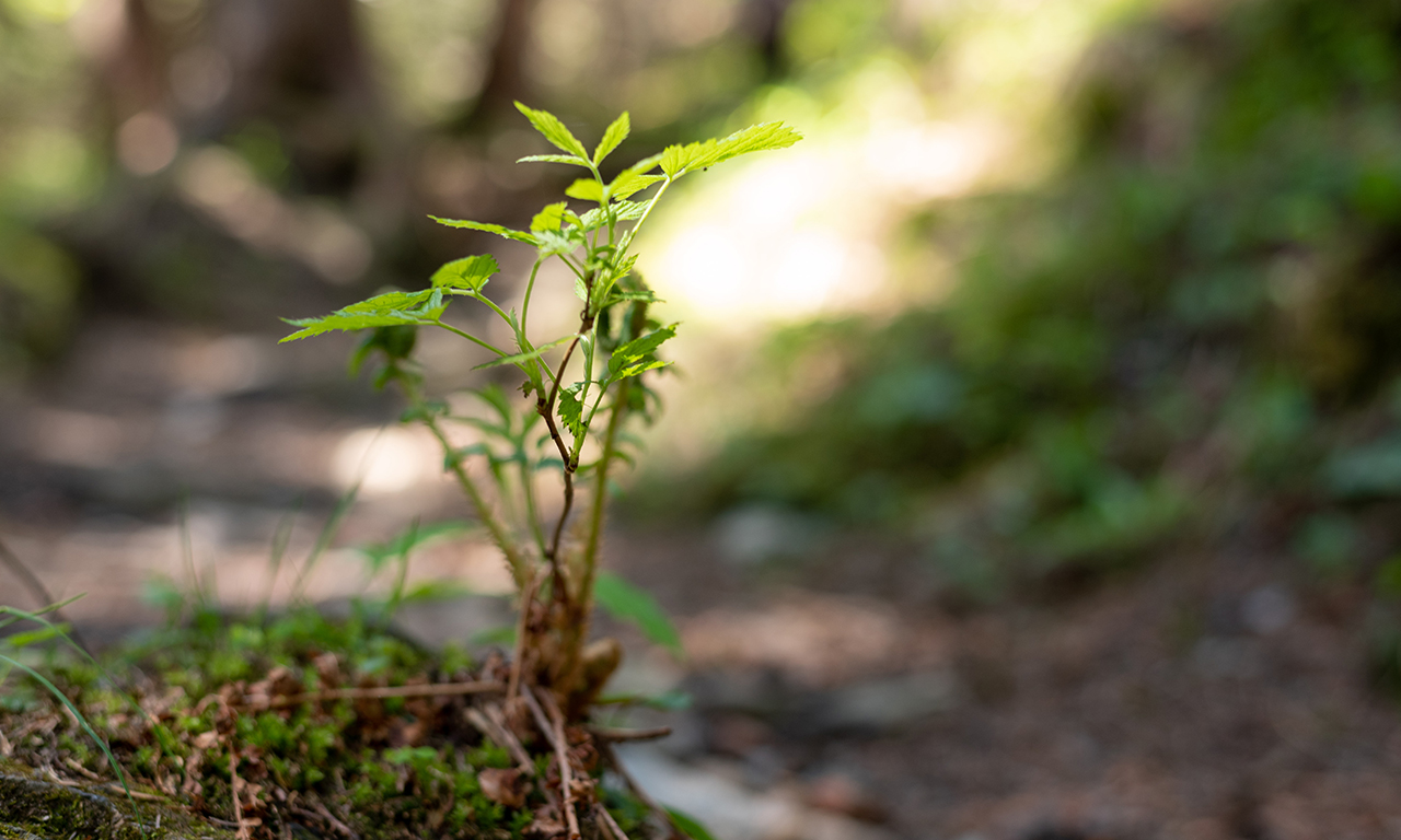 Nachhaltigkeit bei Beosolar